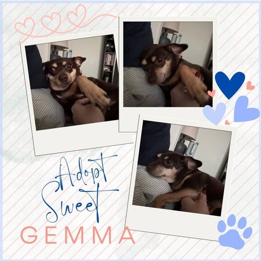 Gemma