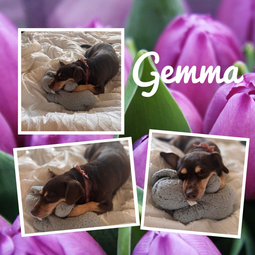 Gemma