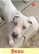 Beau