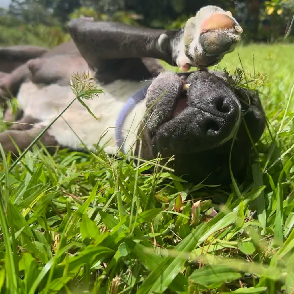 Sonny and Cher Litter: (Mom) Cher (COH-A-64438), an adoptable Mixed Breed in Keaau, HI, 96749 | Photo Image 1