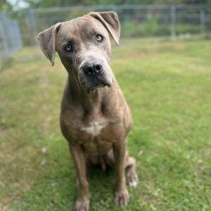 Watson (COH-A-64806), Adult Male unknown