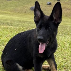 Cassie, Baby Female unknown