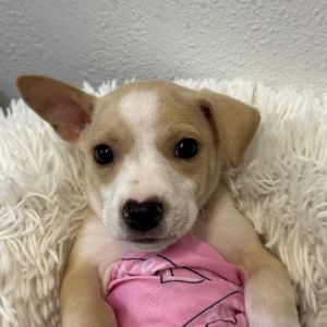 Mama Lina Litter : Winnie (COH-A-64681), Baby Female unknown