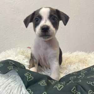 Mama Lina Litter : Cash (COH-A-64682), Baby Male unknown