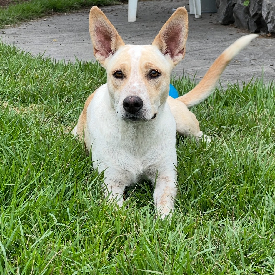 Little Princess, an adoptable Mixed Breed in Keaau, HI, 96749 | Photo Image 1