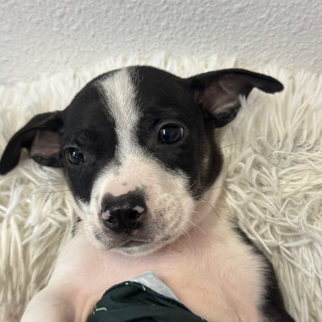 Mama Lina Litter : Frankie (COH-A-64684)