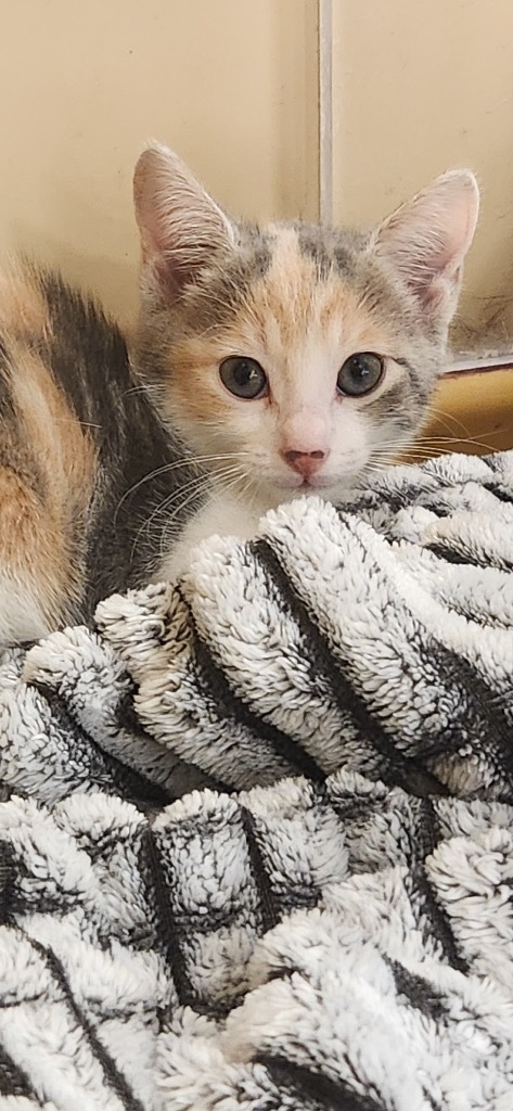 Penelope