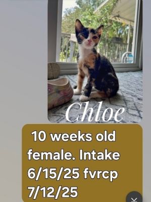 Chloe, Baby Female unknown