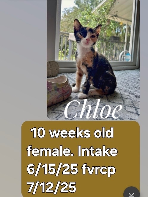 Chloe