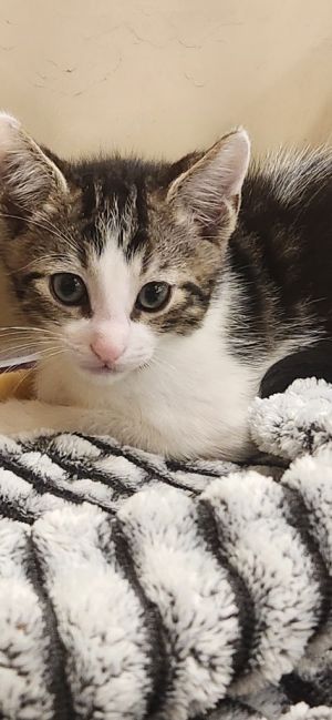 Skippy, Baby Male unknown