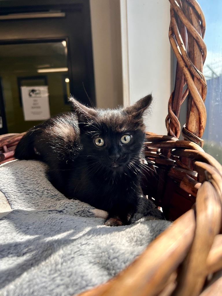 Bacon Bit, an adoptable Domestic Short Hair in Minot, ND, 58702 | Photo Image 1