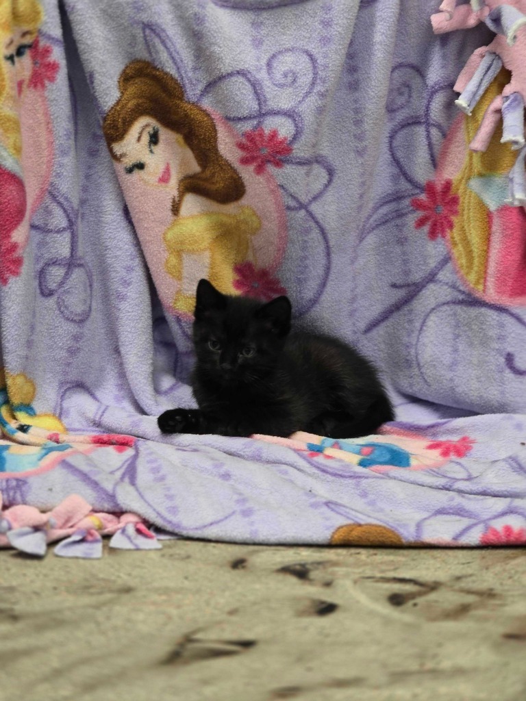 Bacon Bit, an adoptable Domestic Short Hair in Minot, ND, 58702 | Photo Image 2