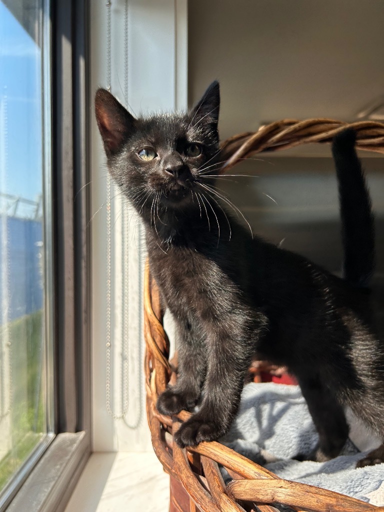 Crouton, an adoptable Domestic Short Hair in Minot, ND, 58702 | Photo Image 1