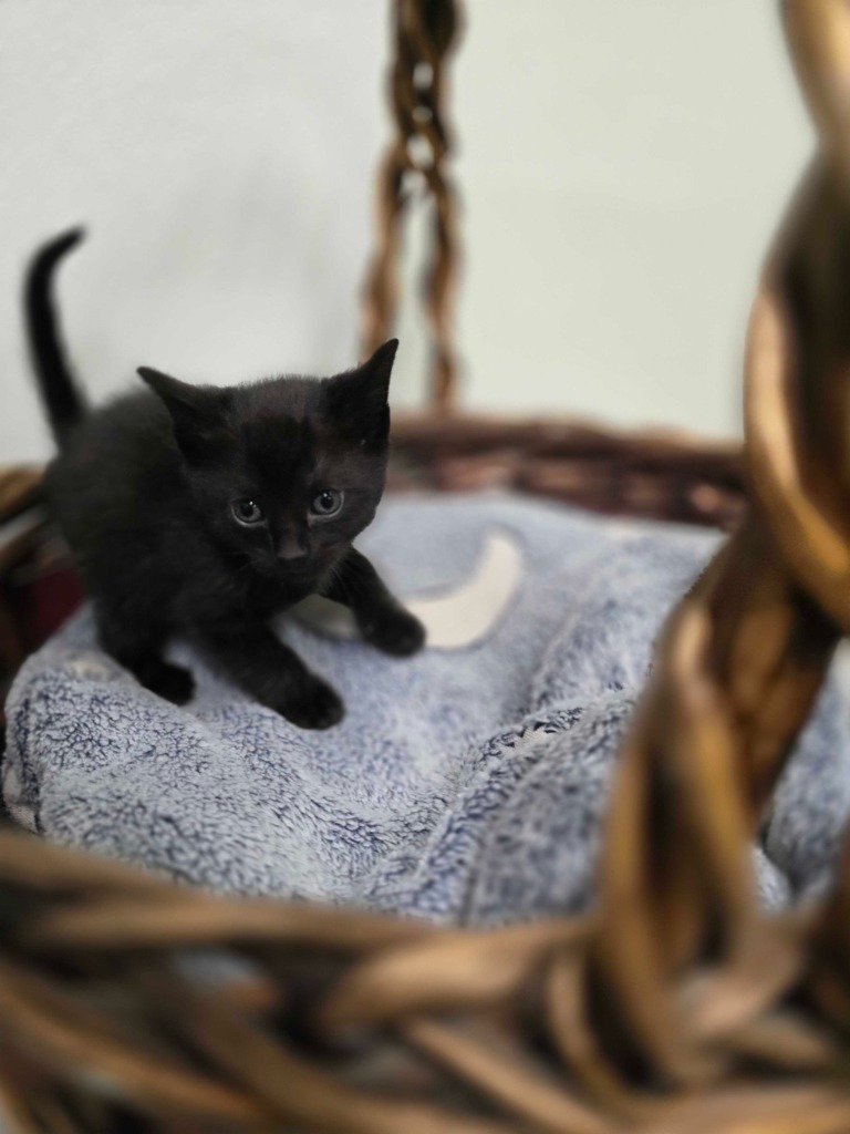 Crouton, an adoptable Domestic Short Hair in Minot, ND, 58702 | Photo Image 2