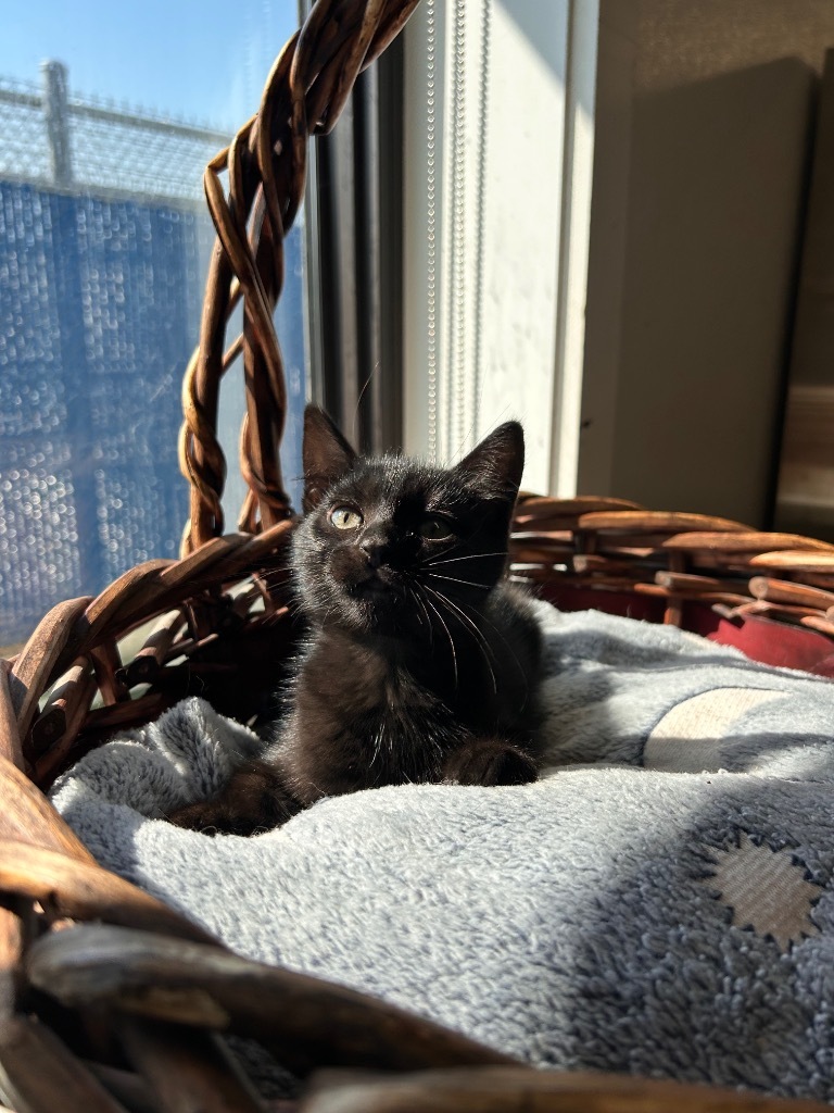 Shredded Cheese, an adoptable Domestic Short Hair in Minot, ND, 58702 | Photo Image 1
