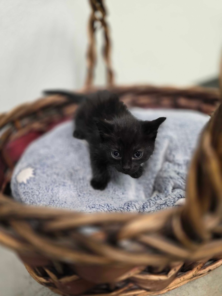 Shredded Cheese, an adoptable Domestic Short Hair in Minot, ND, 58702 | Photo Image 2