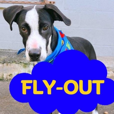 Kole, an adoptable Mixed Breed in Volcano, HI, 96785 | Photo Image 1