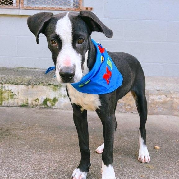 Kole, an adoptable Mixed Breed in Volcano, HI, 96785 | Photo Image 2