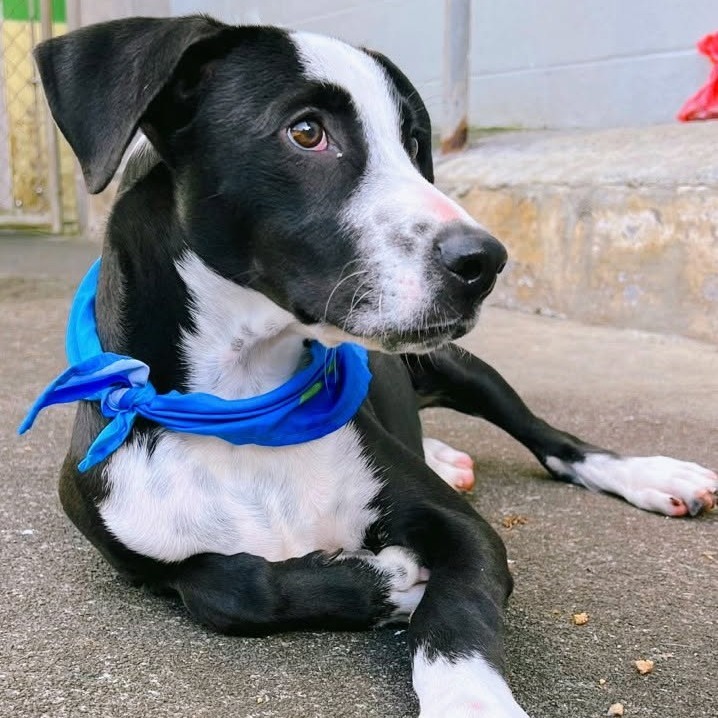 Kole, an adoptable Mixed Breed in Volcano, HI, 96785 | Photo Image 3