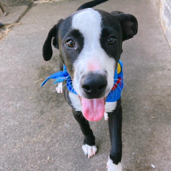 Kole, an adoptable Mixed Breed in Volcano, HI, 96785 | Photo Image 4