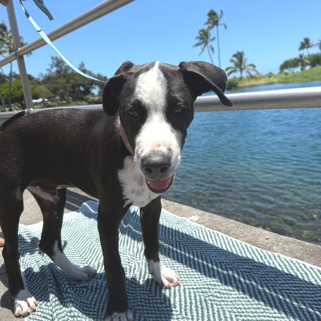 Kole, an adoptable Mixed Breed in Volcano, HI, 96785 | Photo Image 5