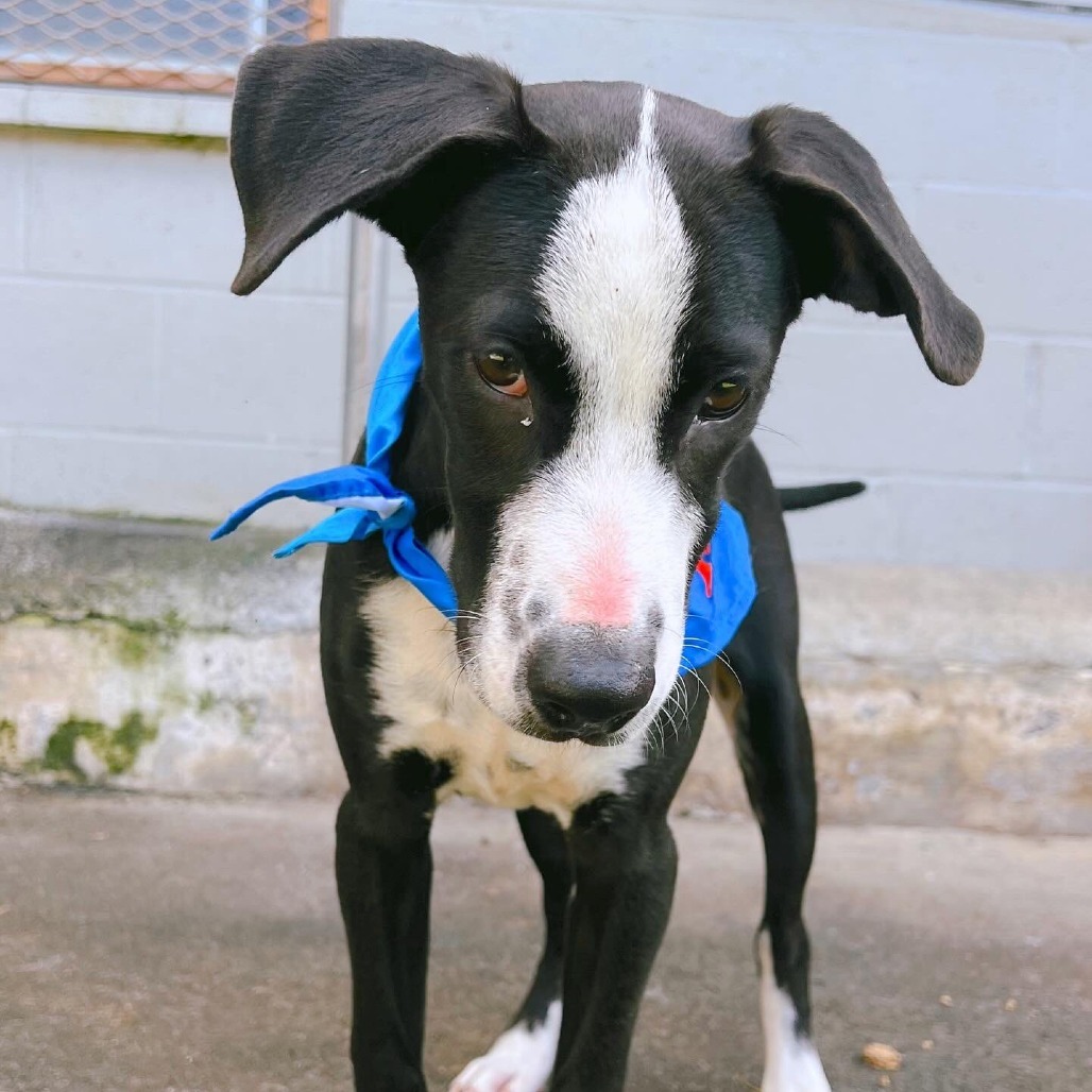 Kole, an adoptable Mixed Breed in Volcano, HI, 96785 | Photo Image 6
