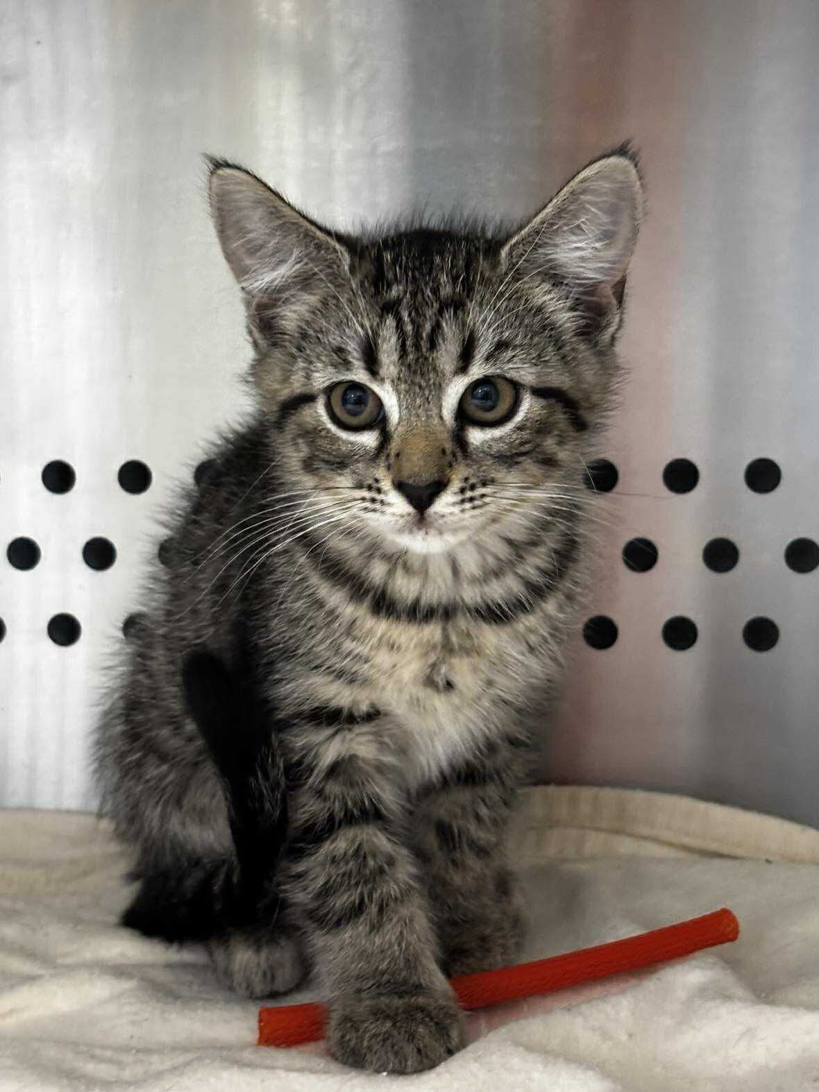Leaf: Not at shelter