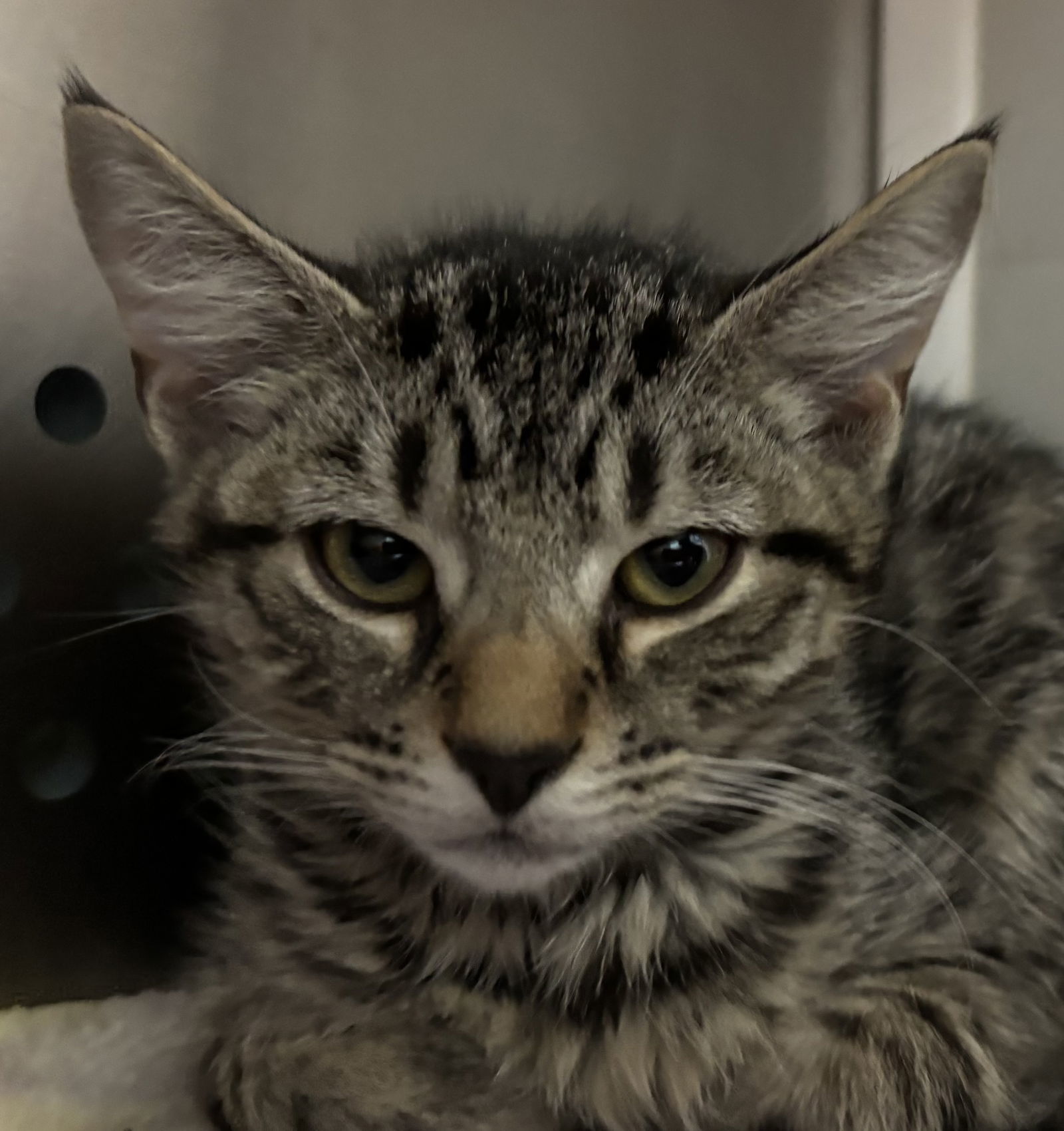 Leaf: Not at shelter