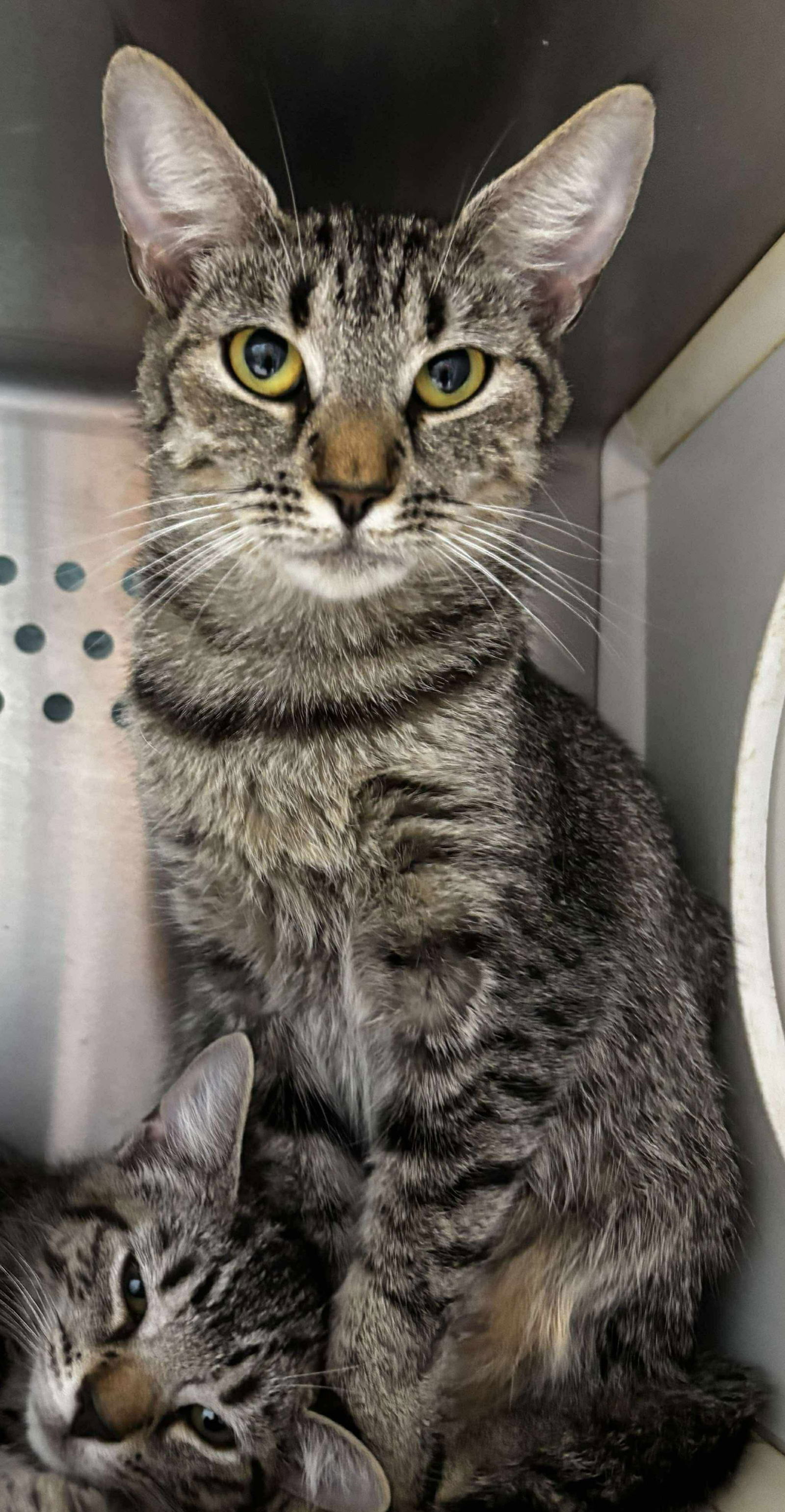 Zinnia: At shelter
