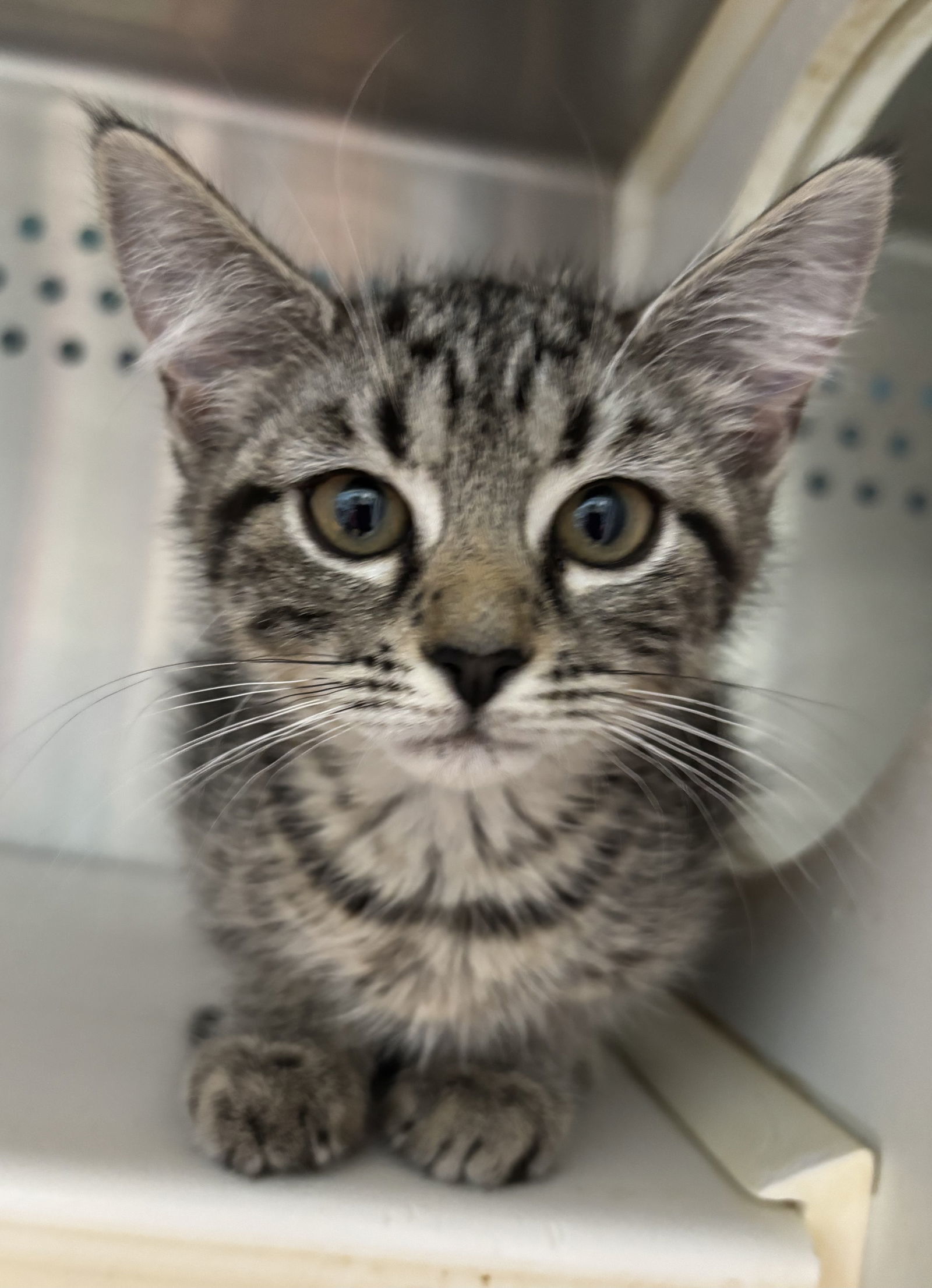 Flower - Not at shelter