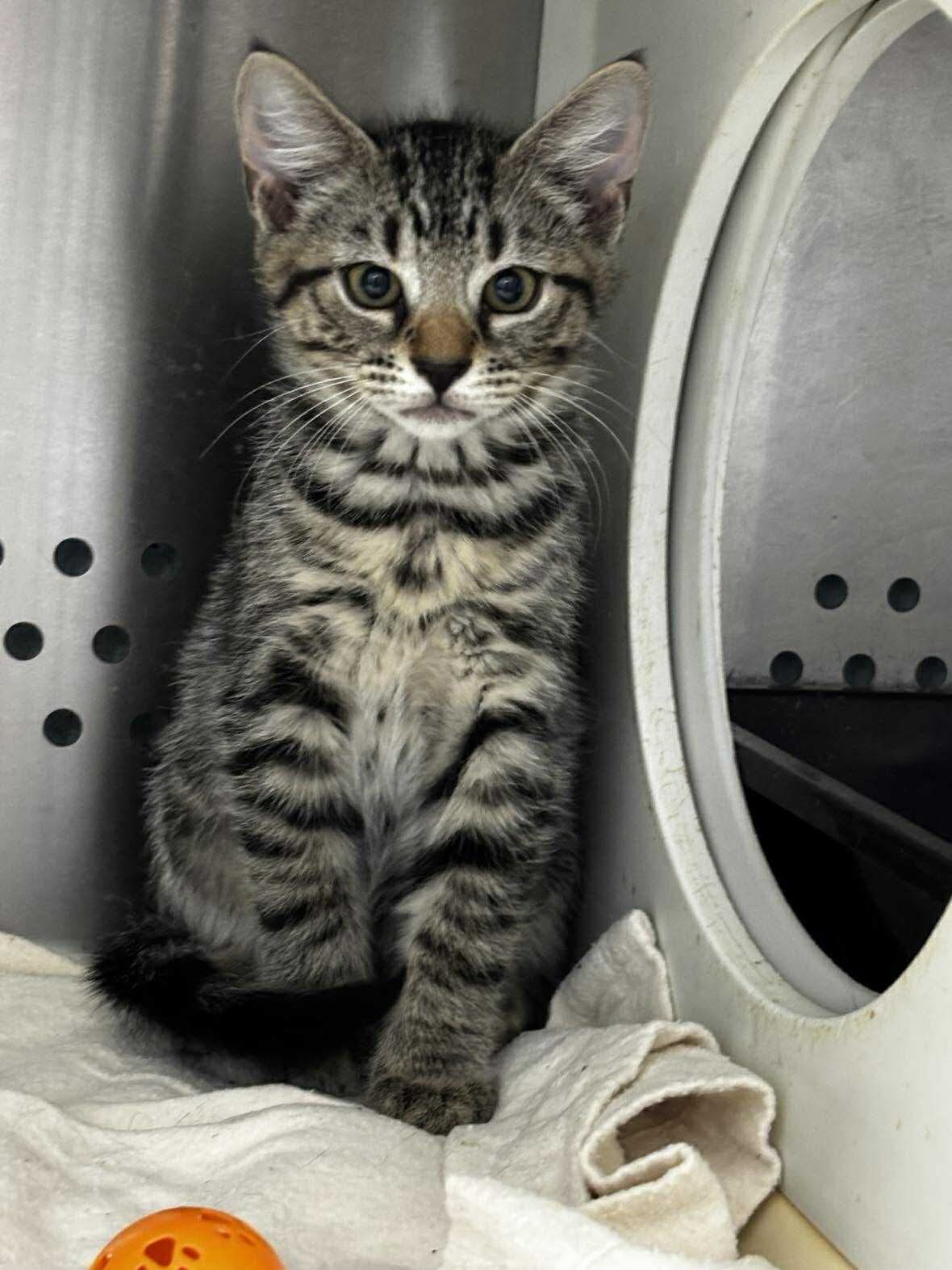 Flower - Not at shelter
