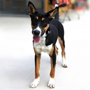 Dober, Baby Male unknown