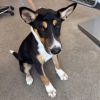 Dober photo 3