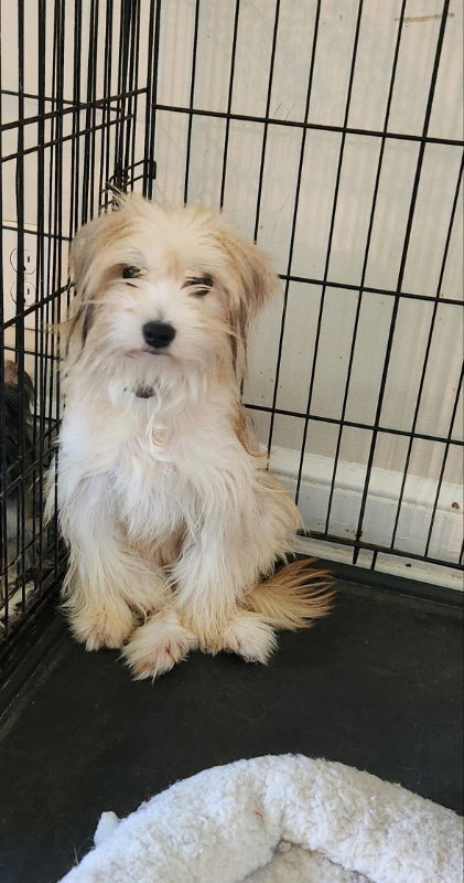 Caramella *Adopt or Foster*, an adoptable Havanese, Terrier in Fairfax, VA, 22038 | Photo Image 1