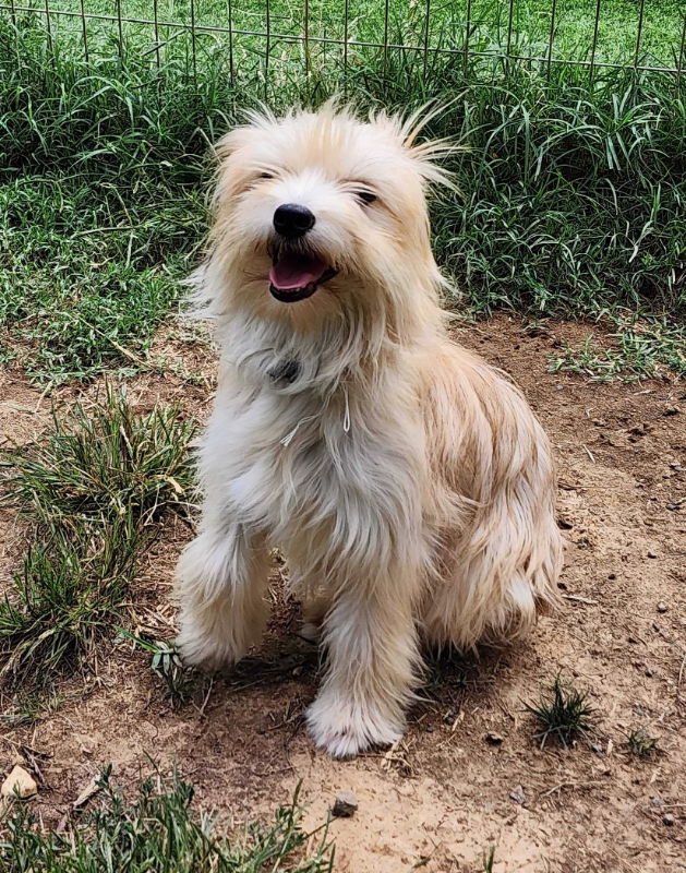 Caramella *Adopt or Foster*, an adoptable Havanese, Terrier in Fairfax, VA, 22038 | Photo Image 2
