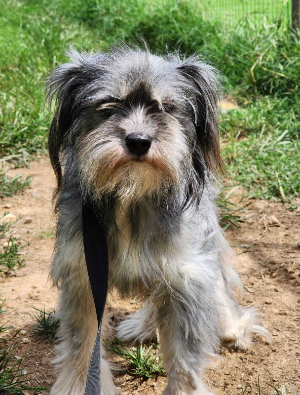 Cashmere *Adopt or Foster*, an adoptable Havanese, Terrier in Fairfax, VA, 22038 | Photo Image 1
