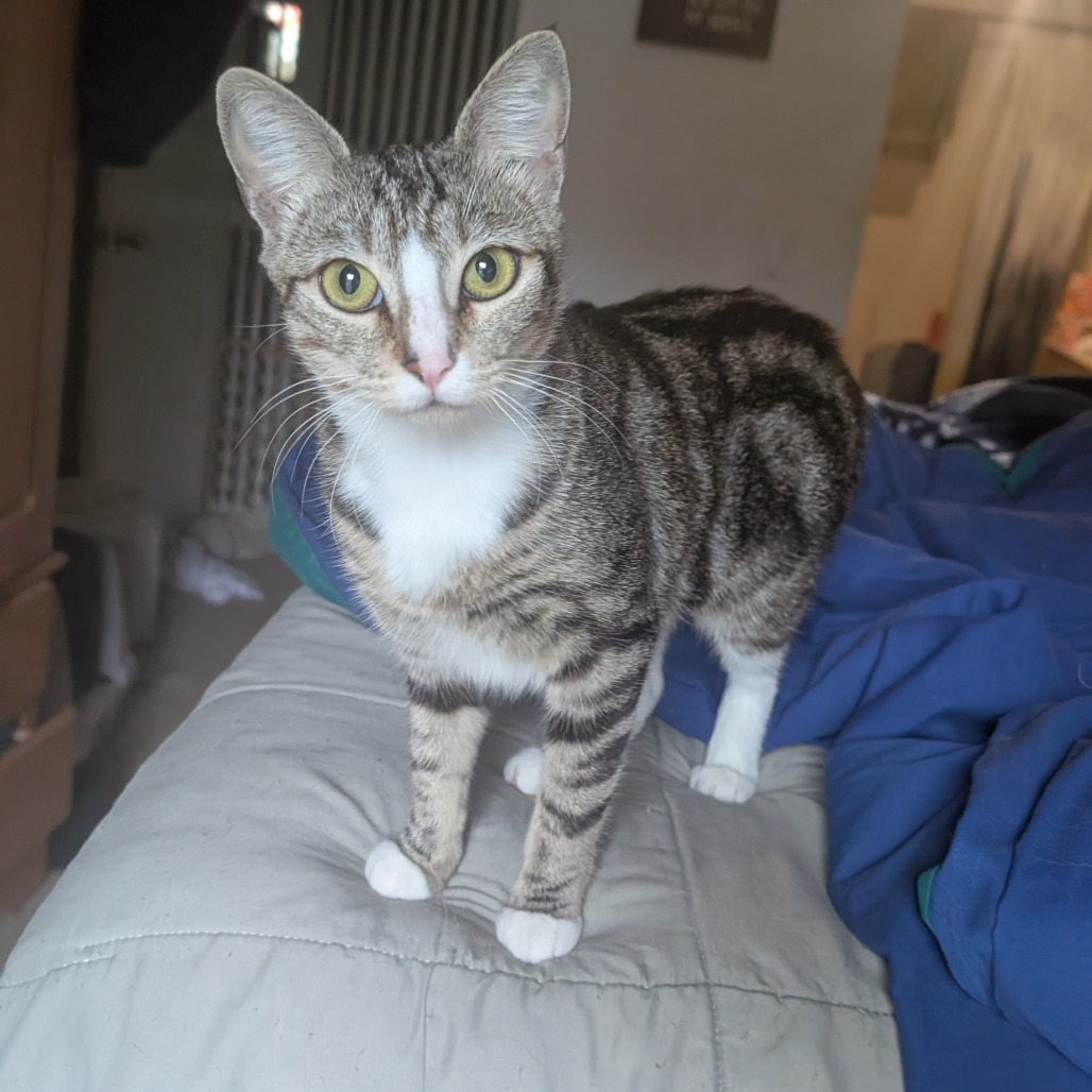 Phoebe