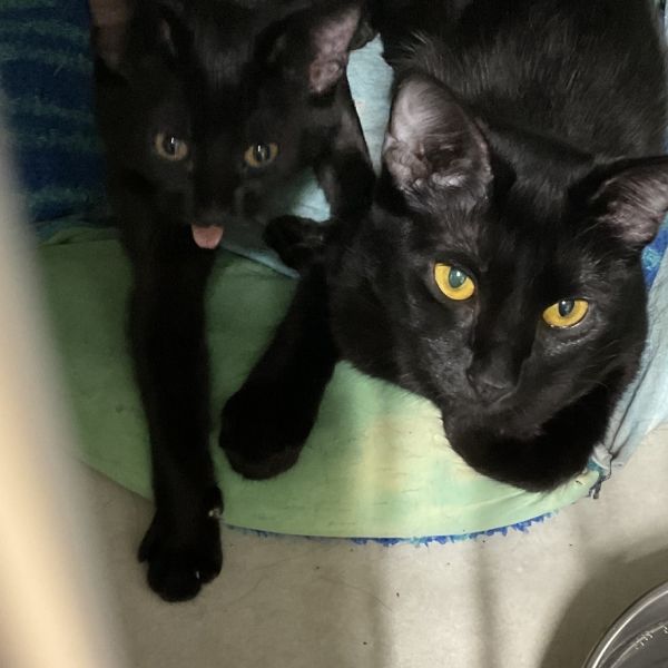 Brownie Bite (pink Collar)
