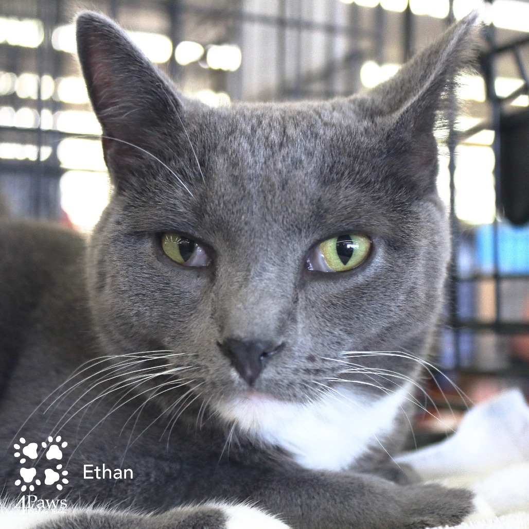 Ethan Tarkitty