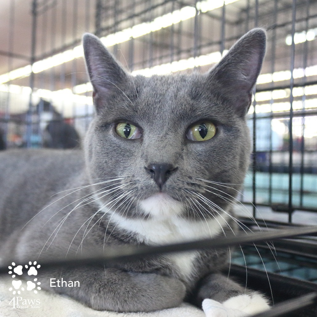 Ethan Tarkitty