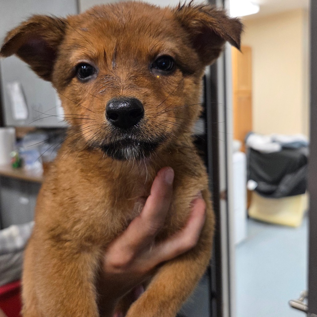 Aladdin, an adoptable Mixed Breed in Bismarck, ND, 58507 | Photo Image 1