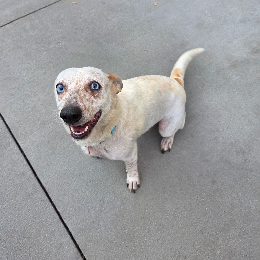 Wonder, an adoptable Mixed Breed in Bismarck, ND, 58507 | Photo Image 1