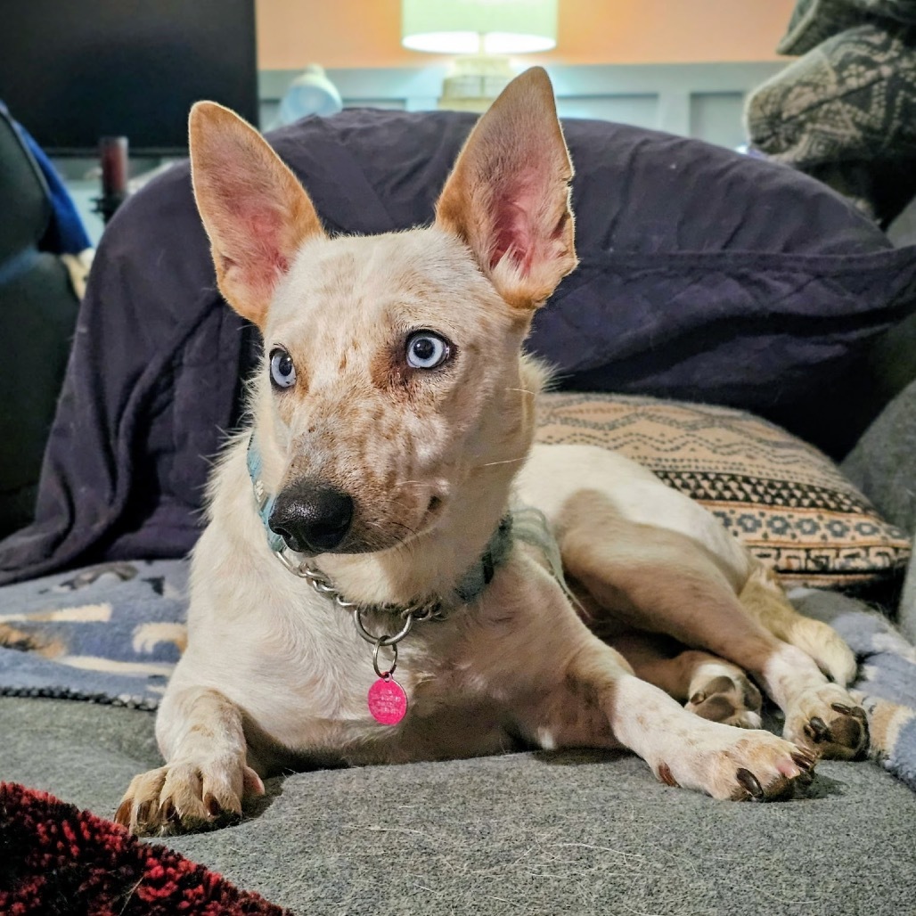 Wonder, an adoptable Mixed Breed in Bismarck, ND, 58507 | Photo Image 1