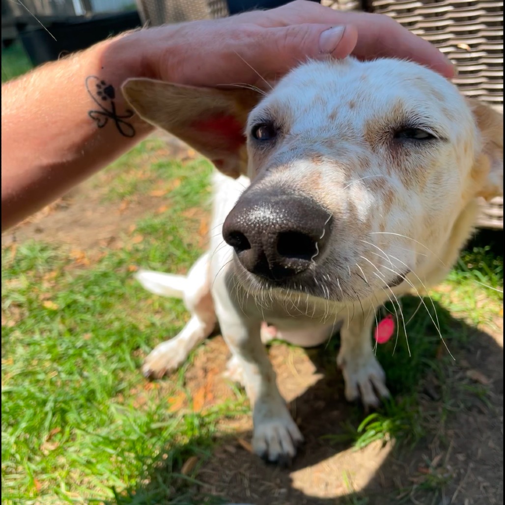 Wonder, an adoptable Mixed Breed in Bismarck, ND, 58507 | Photo Image 3