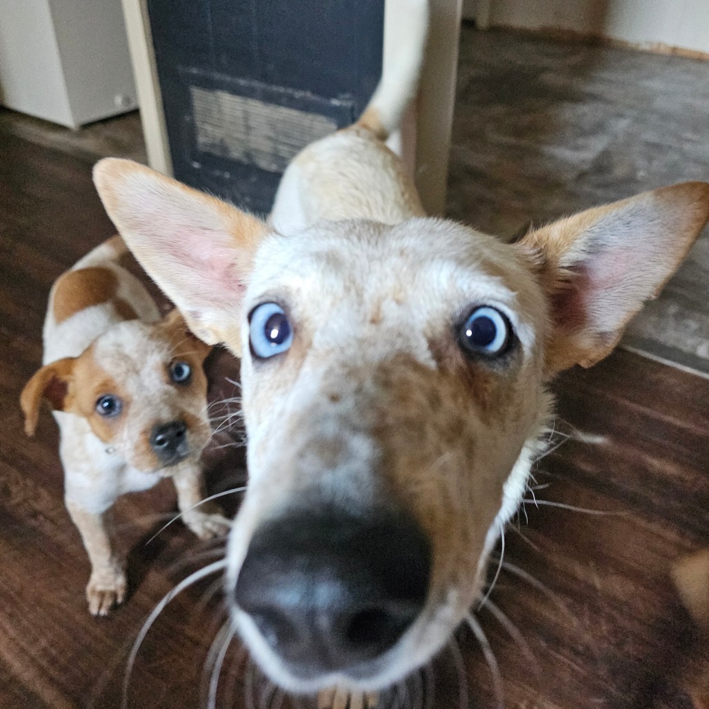 Wonder, an adoptable Mixed Breed in Bismarck, ND, 58507 | Photo Image 5