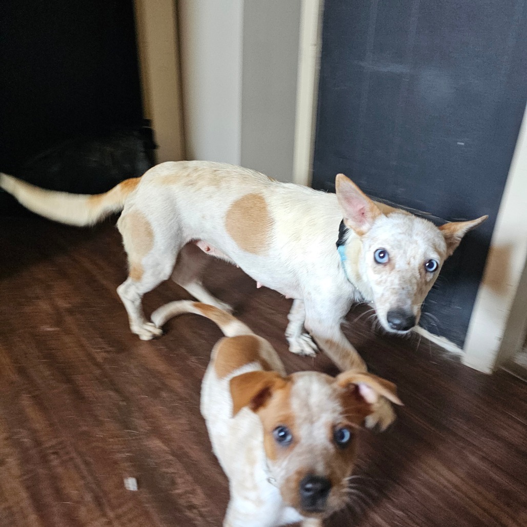 Wonder, an adoptable Mixed Breed in Bismarck, ND, 58507 | Photo Image 6