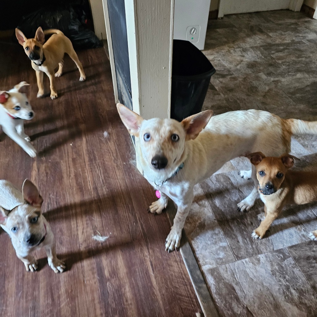 Wonder, an adoptable Mixed Breed in Bismarck, ND, 58507 | Photo Image 6