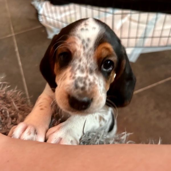 Petunia