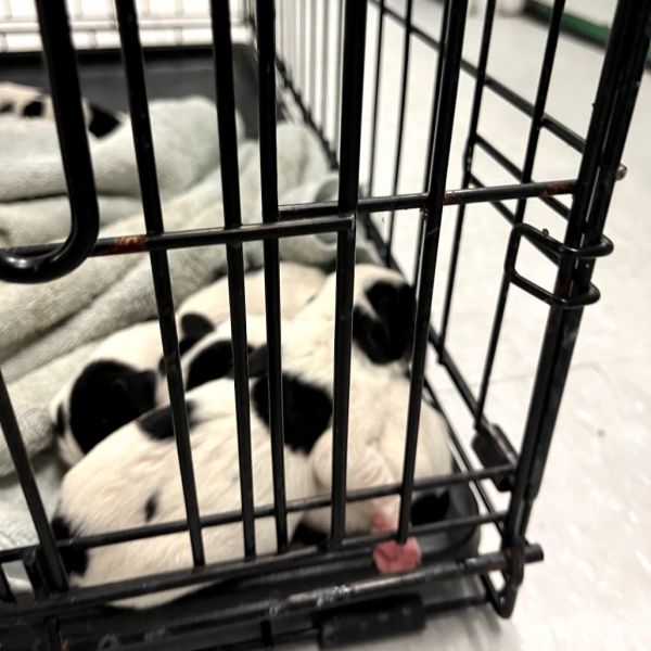 Petunia thumbnail 2