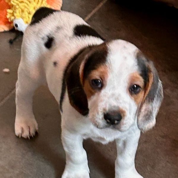 Daisy